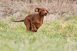 SETTER IRLANDAIS 225